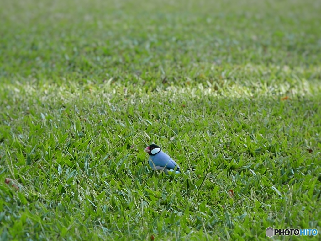 文鳥