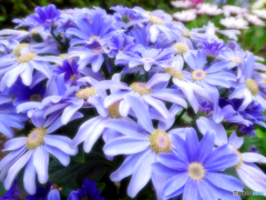 花の写真-1　青