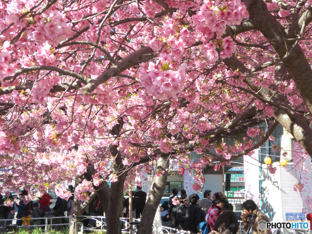 河津桜-三浦海岸2