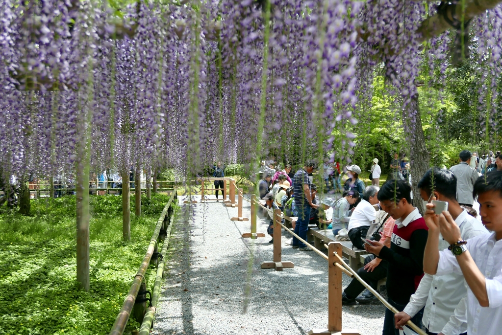 平等院入園前