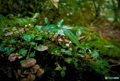 雨露の森