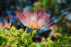 4年前のハワイ写真　1.花