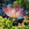4年前のハワイ写真　1.花
