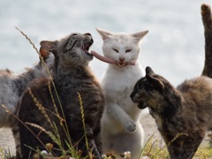 ソーセージは渡さないにゃ!!