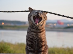 野良猫