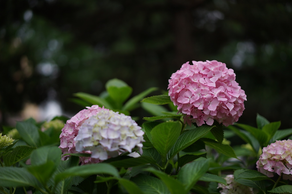 紫陽花