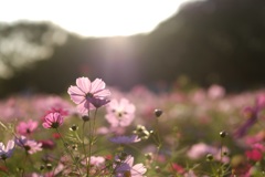 秋の桜