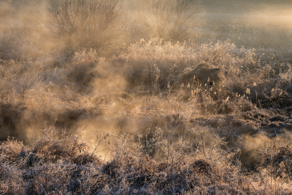 霜と気嵐の湿原