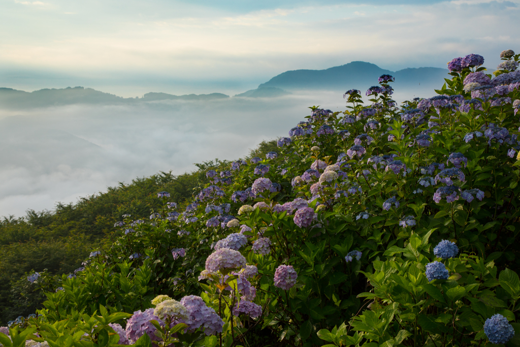 雲上の花畑