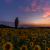 暮れるヒマワリ畑