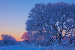 菅生沼雪景