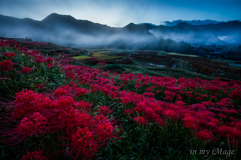 里山の彼岸花