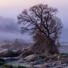【受賞作品】朝靄と霜降る大地
