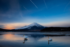 富士と白鳥
