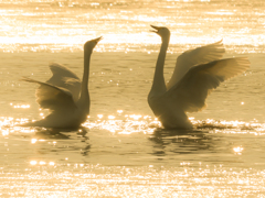 希望と祈りの舞