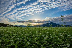 弧を描く秋雲に蕎麦畑