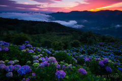 暁の花園