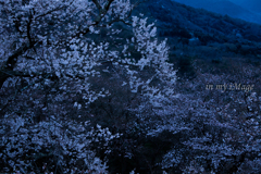 明けの峠桜