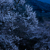 明けの峠桜