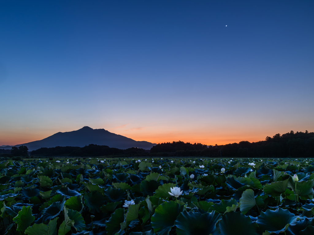 紫峰と金星のハス田