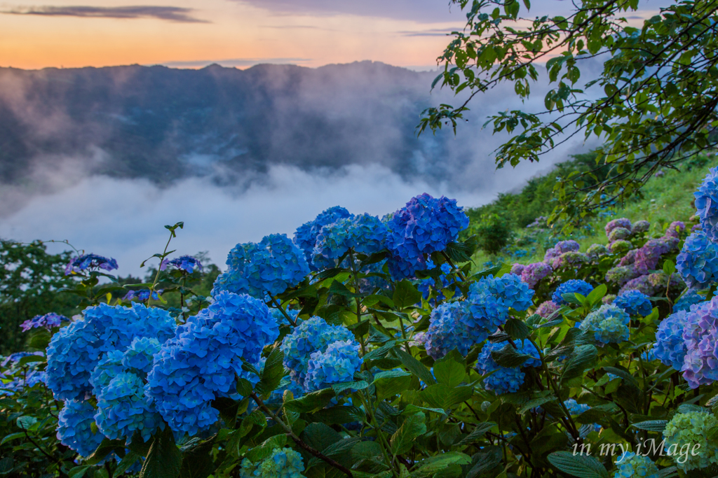 雲上の彩り