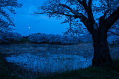 月浮かぶ桜池