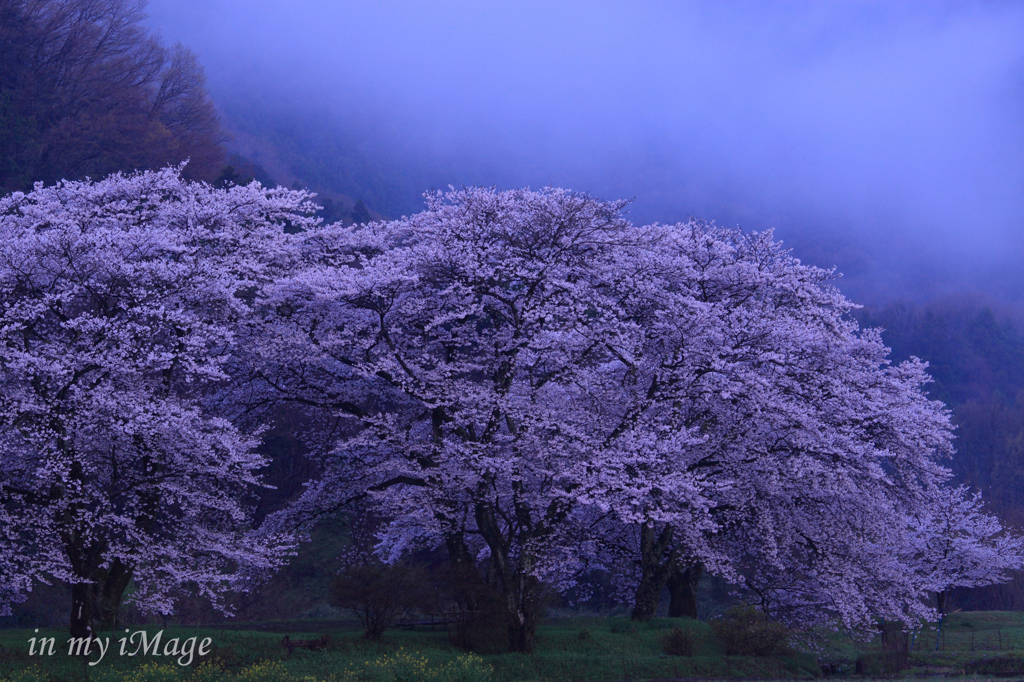 幻想夢桜