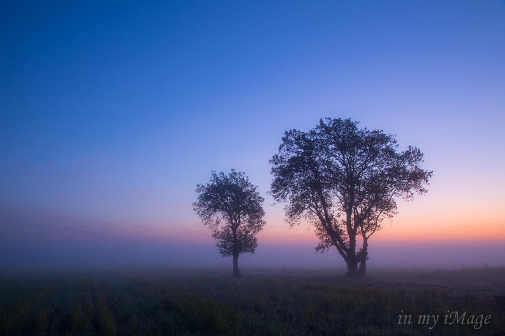 Lover`s Trees