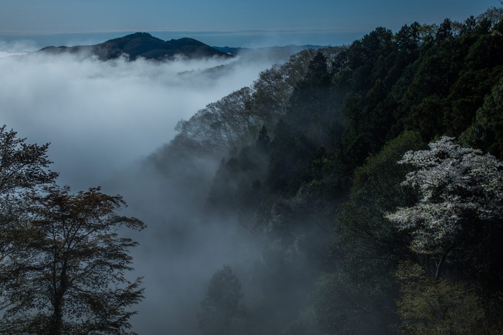 雲海と山桜