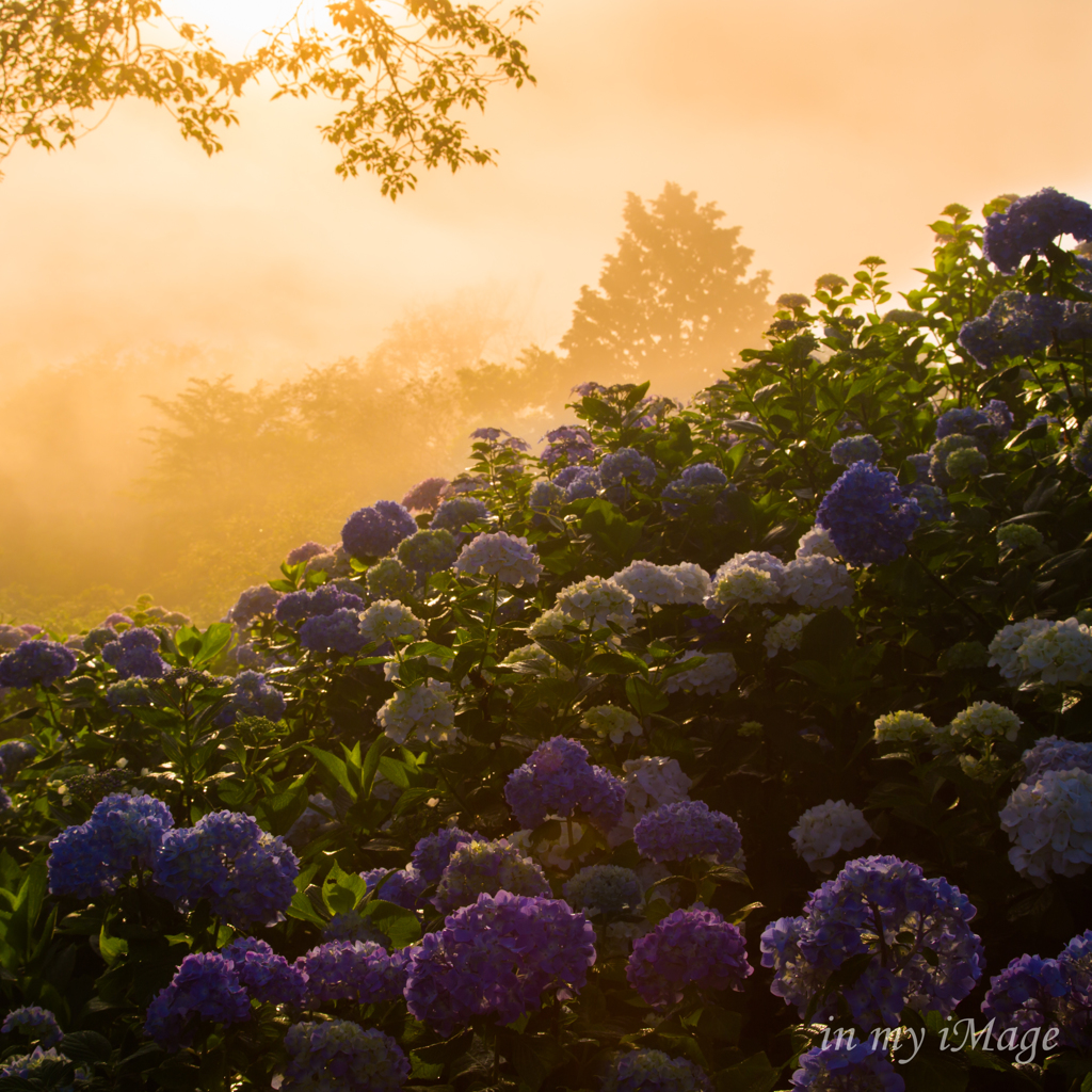 幻想の花園