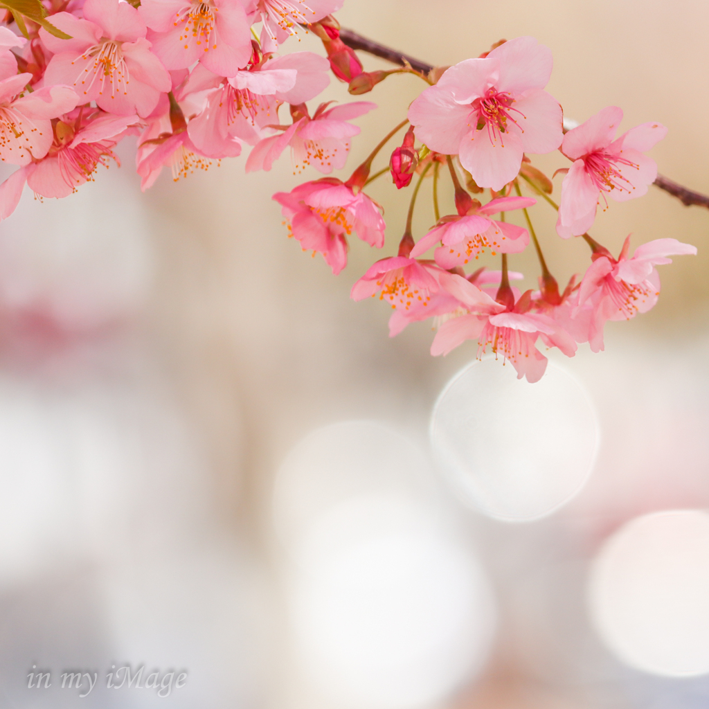 sakura Ⅱ