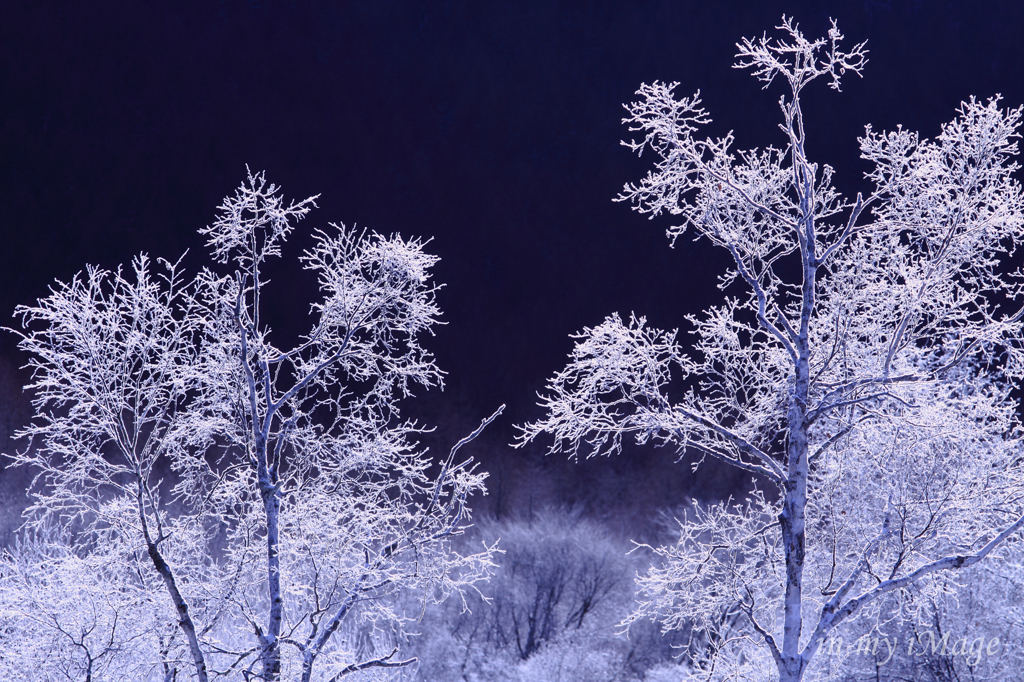 Frost Forest
