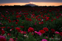 聖なる花園