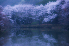 雨の桜池