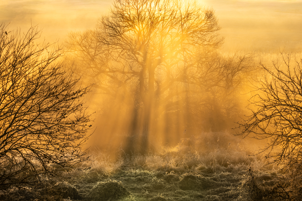 ぬぉぉぉ～。。。進撃の巨木^^