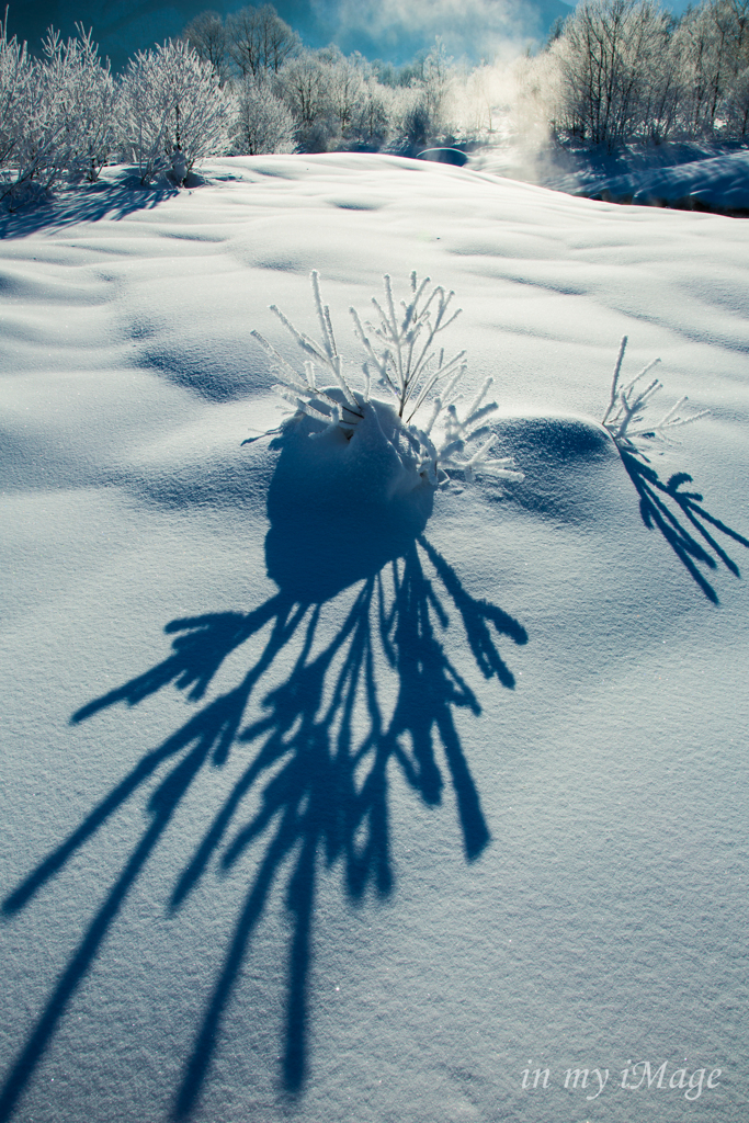 雪原の珊瑚