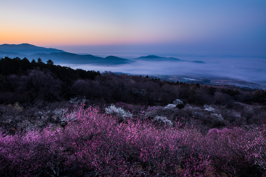 夜明けの梅林