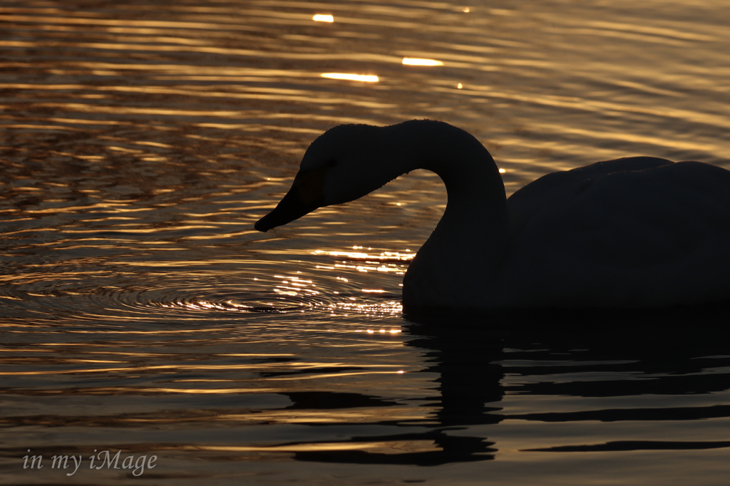 悲しきSWAN