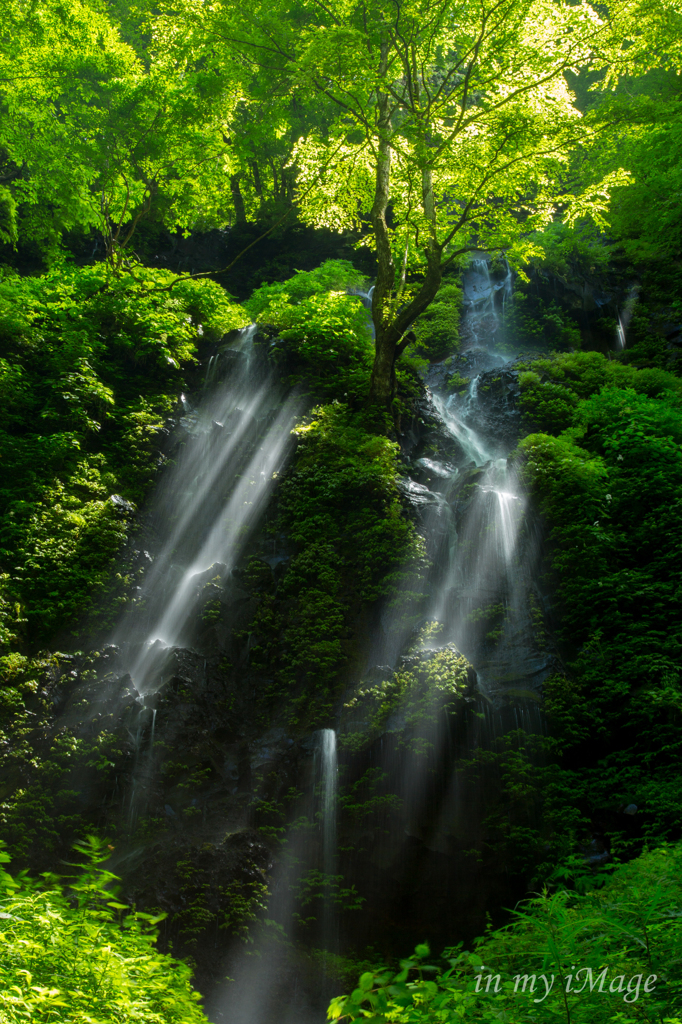 精霊の樹