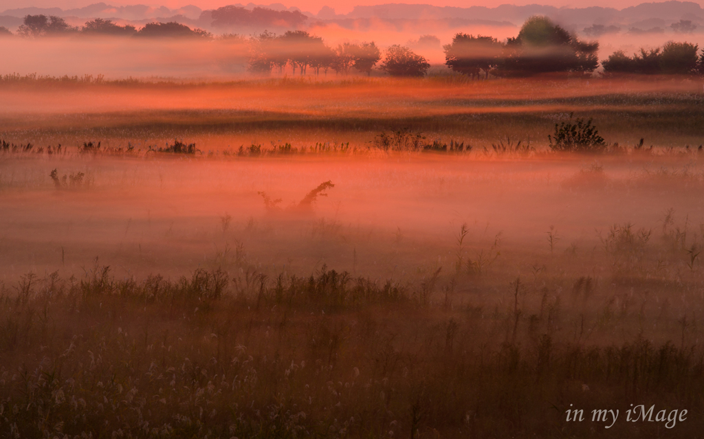 朝靄燃える湿原