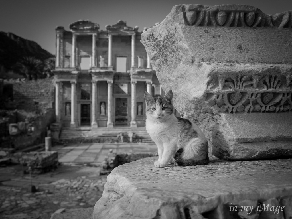 セルシウスの子猫