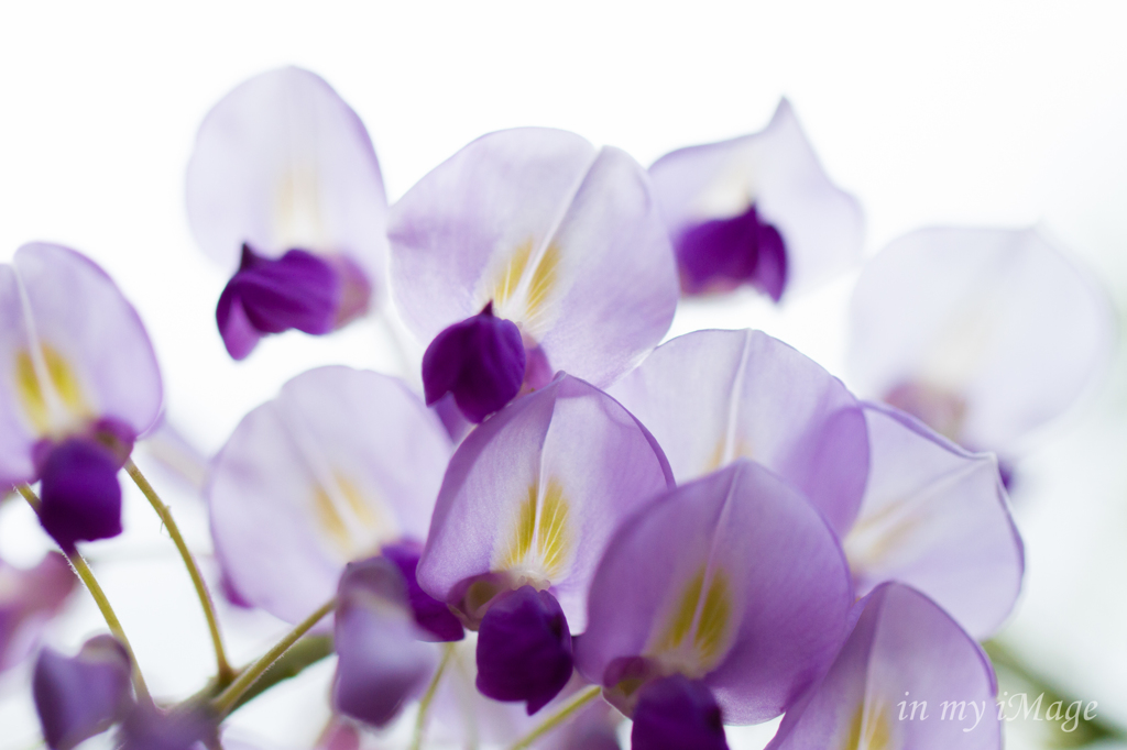 Wisteria Flowers