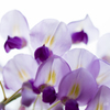 Wisteria Flowers