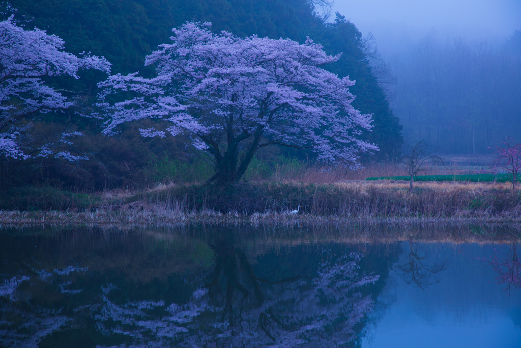 蒼い春