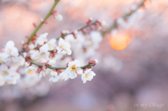 朝陽に包まれて