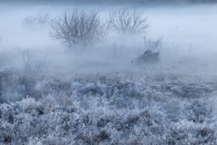 霜と川霧の湿原