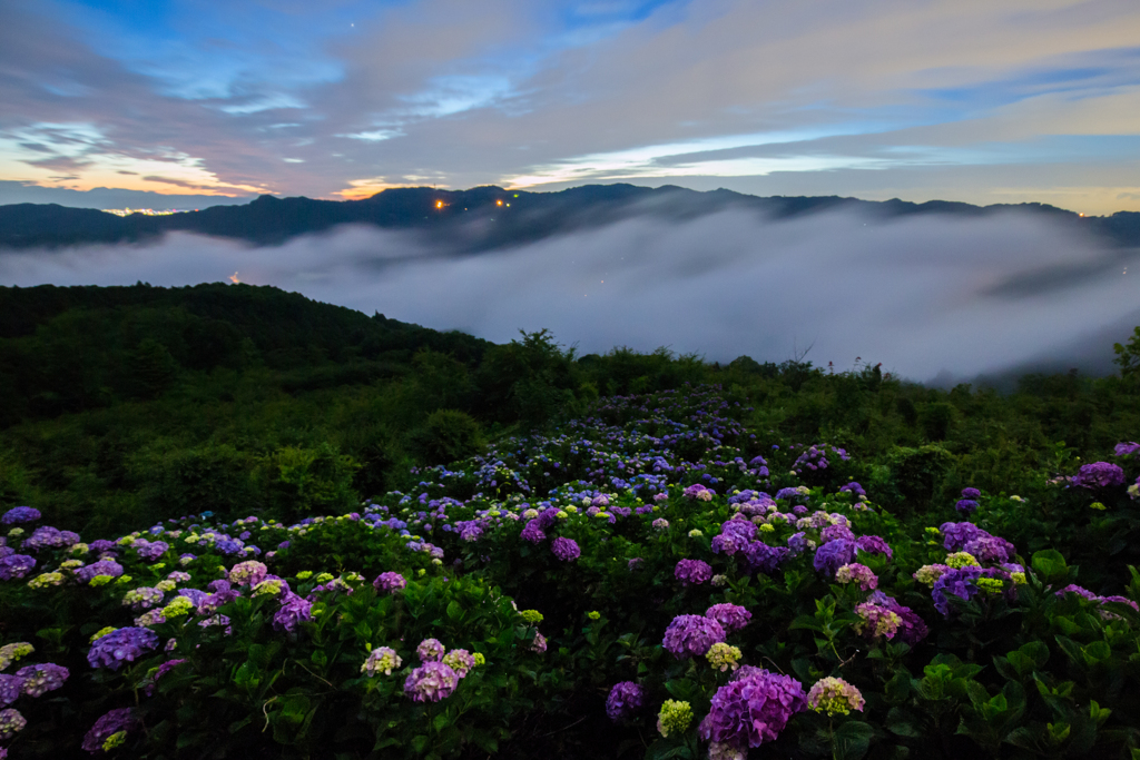 天空紫陽花の夜明け