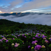 天空紫陽花の夜明け