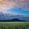 秋空に蕎麦畑