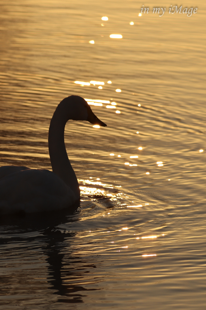 寂しきSWAN